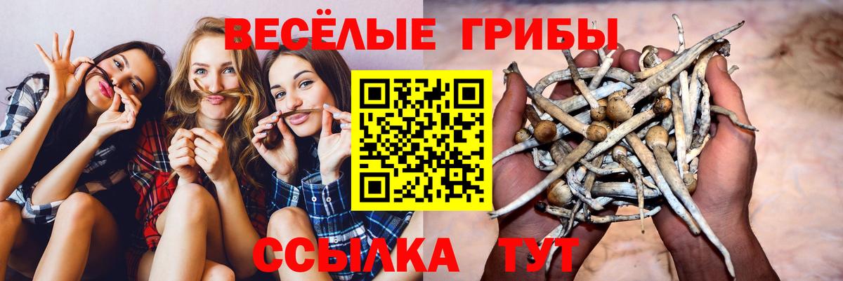 Псилоцибиновые грибы прущие грибы Глазов